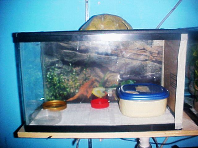 Leo Rehab tank