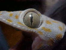 Tokay eye