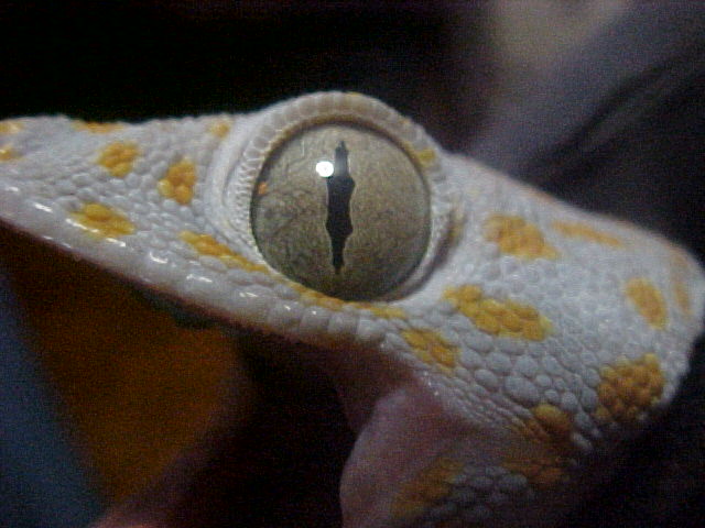 Tokay eye
