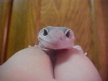 Face of  Skito!