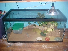New 40gal Breeder