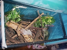 top view of my tokay setup