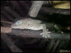 Female tokay