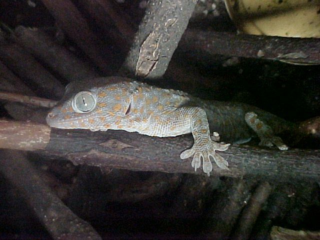 Female tokay