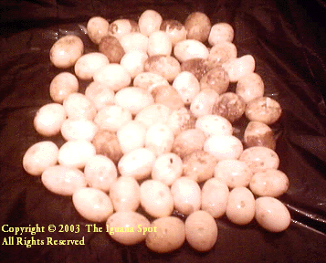 Mel eggs photo 1