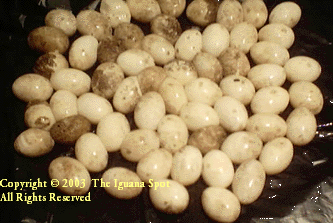 Mel eggs photo 2