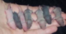 Baby Female Mice - Age 6 days