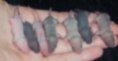 Baby Female Mice - Age 6 days