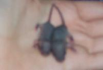 Dark Baby Female Mice - Age 6 days