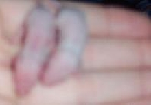 Pink-Eyed White Baby Female Mice - Age 6 days