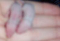 Pink-Eyed White Baby Female Mice - Age 6 days