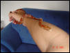 Normal Corn Snake