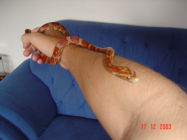 Normal Corn Snake