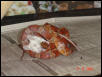 Corn Snake 90cm.