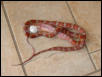 A big mouse..
