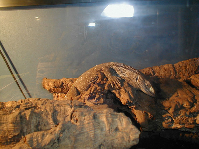 Blackthroat Monitor