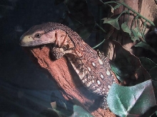 BlackThroat