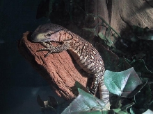 Blackthroat