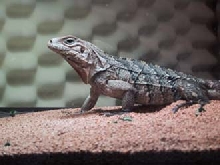 Cyclura Lewesi Cross