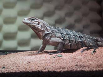 Cyclura Lewesi Cross