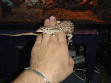 Ancanthurus