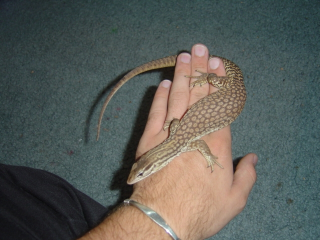 Acanthurus