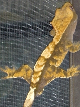 Male Crested