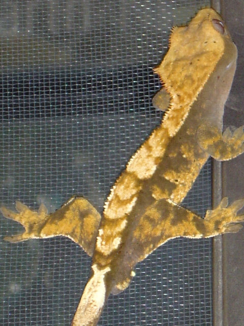 Male Crested