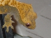 Crested