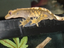 Crested