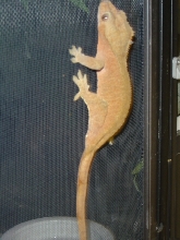 Female Crested