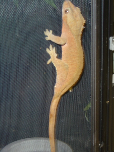 Female Crested