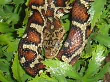 Honduran