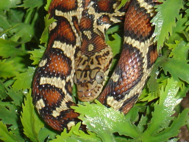 Honduran