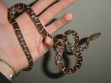 Honduran Ratsnake