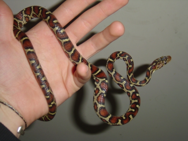 Honduran Ratsnake
