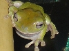 The wtf Frog