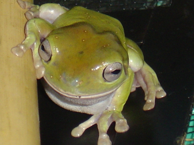 The wtf Frog