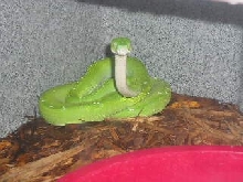 I can be a Cobra