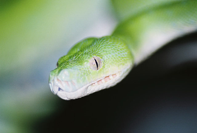 Close Up of Aru Male...