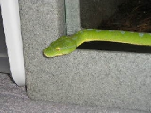 Male Jaya