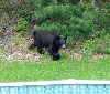 bear
