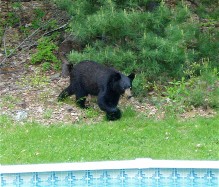 bear