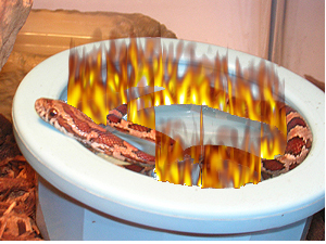 Frodo In The Hot Tub