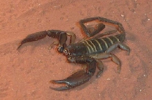 Flat Rock Scorpion