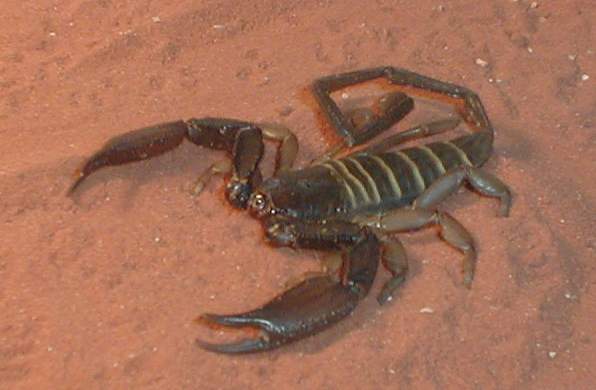 Flat Rock Scorpion