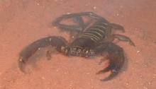 Flat Rock Scorpion