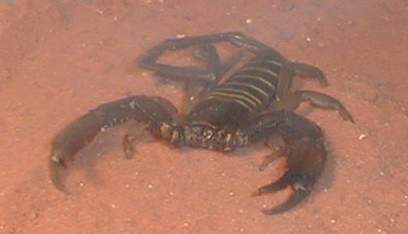 Flat Rock Scorpion