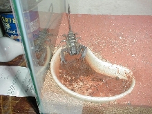 Flat Rock Scorpion Drinking