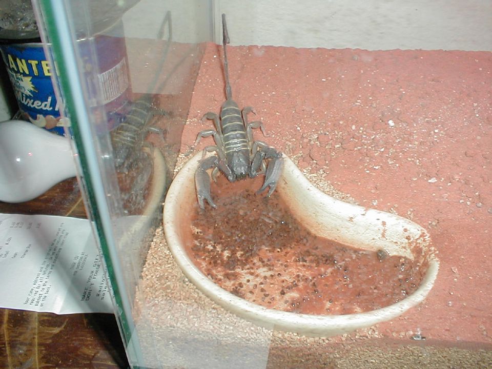 Flat Rock Scorpion Drinking